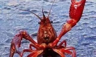 日本禁止出售小龙虾
