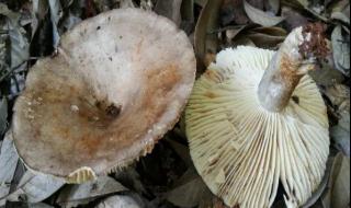 毒蘑菇显卡测试网站